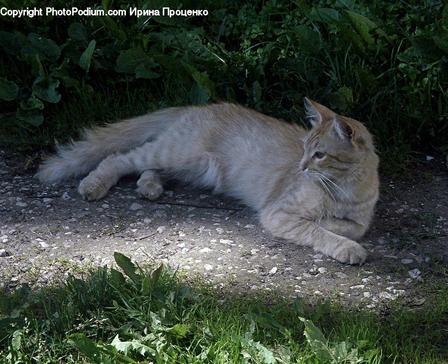 Field, Grass, Grassland, Plant, Animal, Cat, Mammal