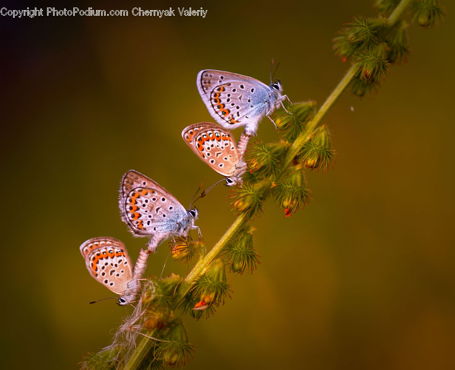 Butterfly, Insect, Invertebrate, Conifer, Fir, Plant, Tree