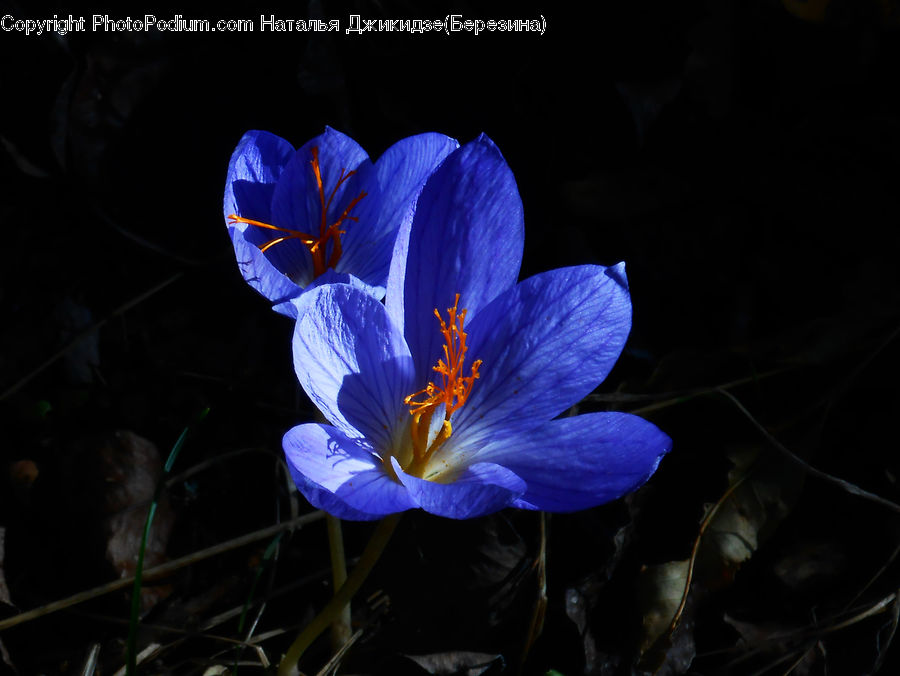 Blossom, Crocus, Flora, Flower, Plant, People, Person