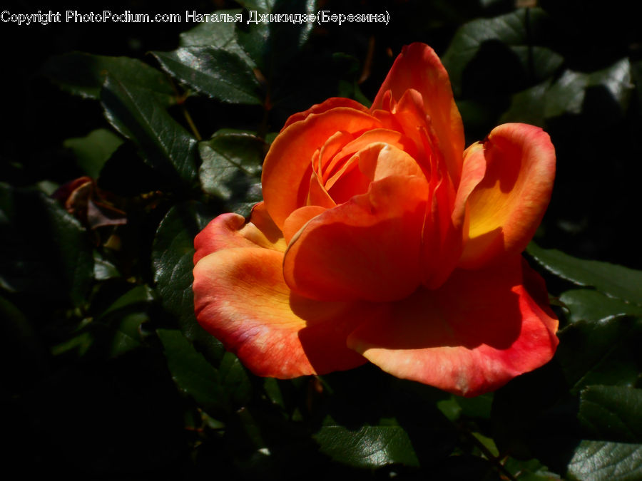 Blossom, Flower, Plant, Rose, Flora, Flower Arrangement, Flower Bouquet