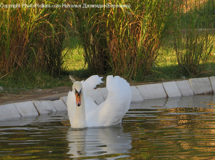 Bird, Swan, Waterfowl, Duck, Teal, Goose, Boat