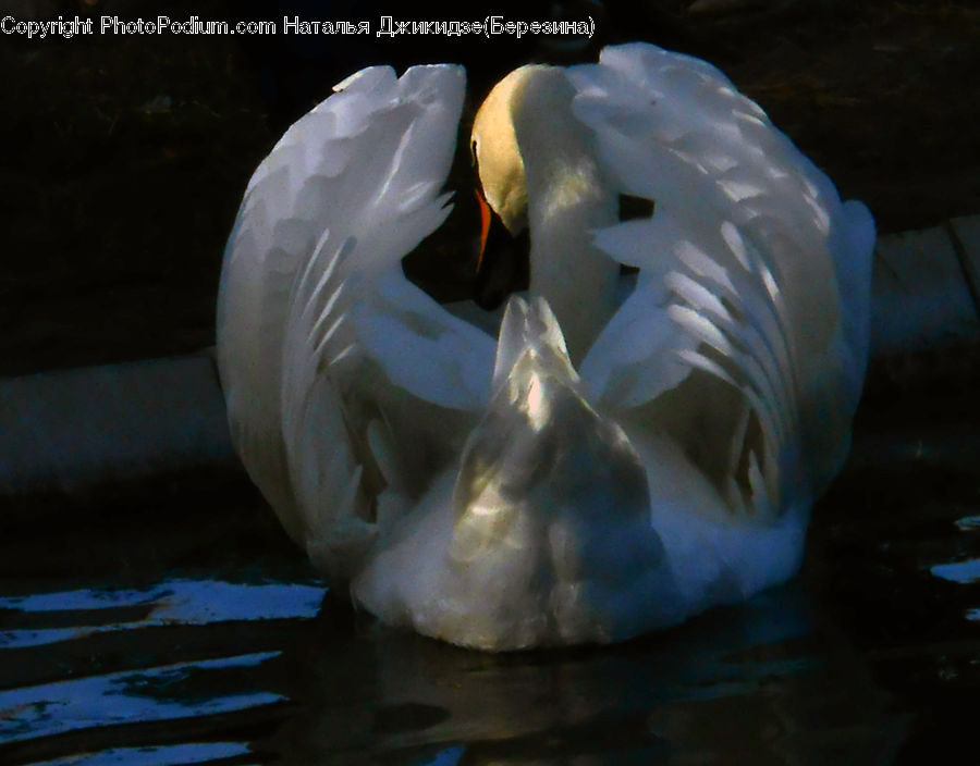 Bird, Swan, Waterfowl, Head, Portrait