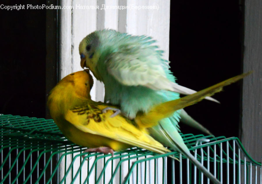 Bird, Parakeet, Parrot, Canary, Finch, Squash, Vegetable
