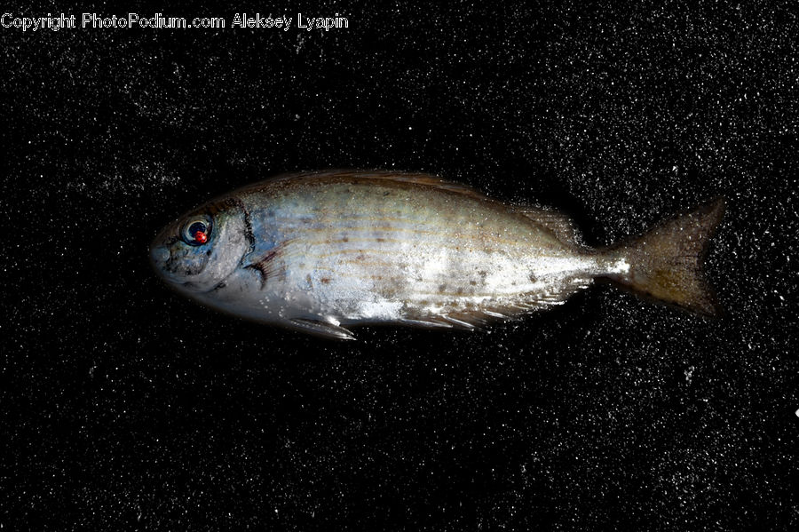 Fish, Herring, Sea Life, Bait, Fishing Lure, Mullet Fish