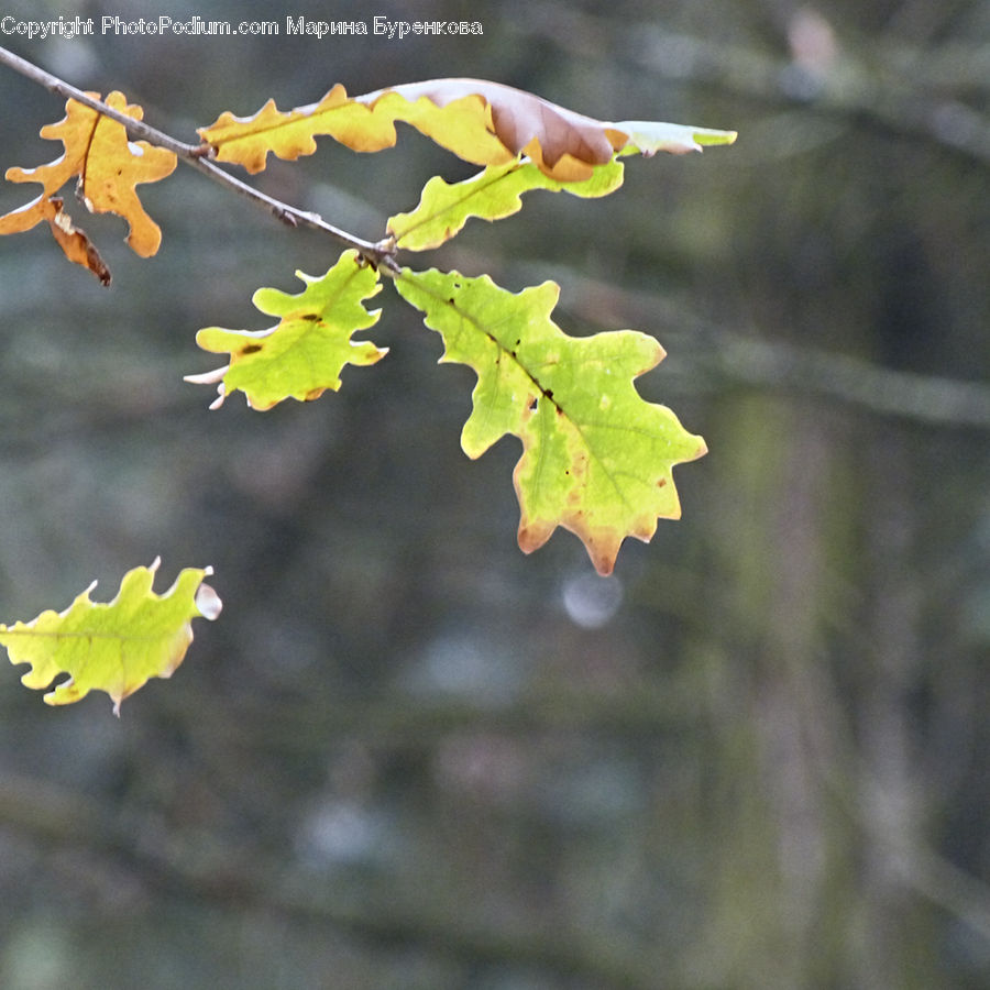 Leaf, Plant, Maple, Maple Leaf, Blossom, Flora, Flower