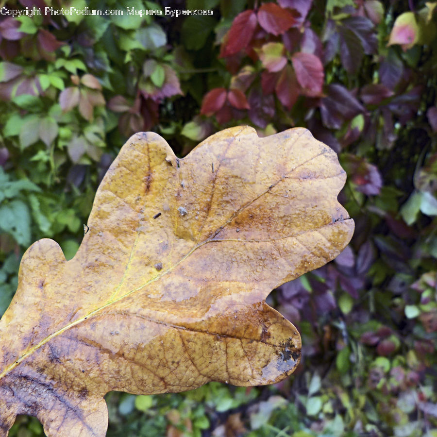 Ivy, Plant, Vine, Leaf, Blossom, Flora, Flower