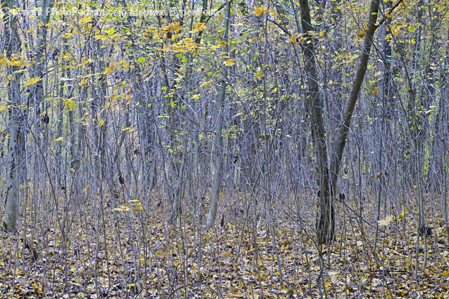 Birch, Tree, Wood, Field, Grass, Grassland, Plant