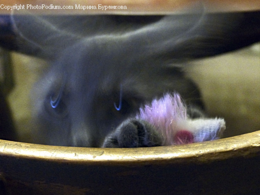Basket, Animal, Cat, Kitten, Mammal, Pet