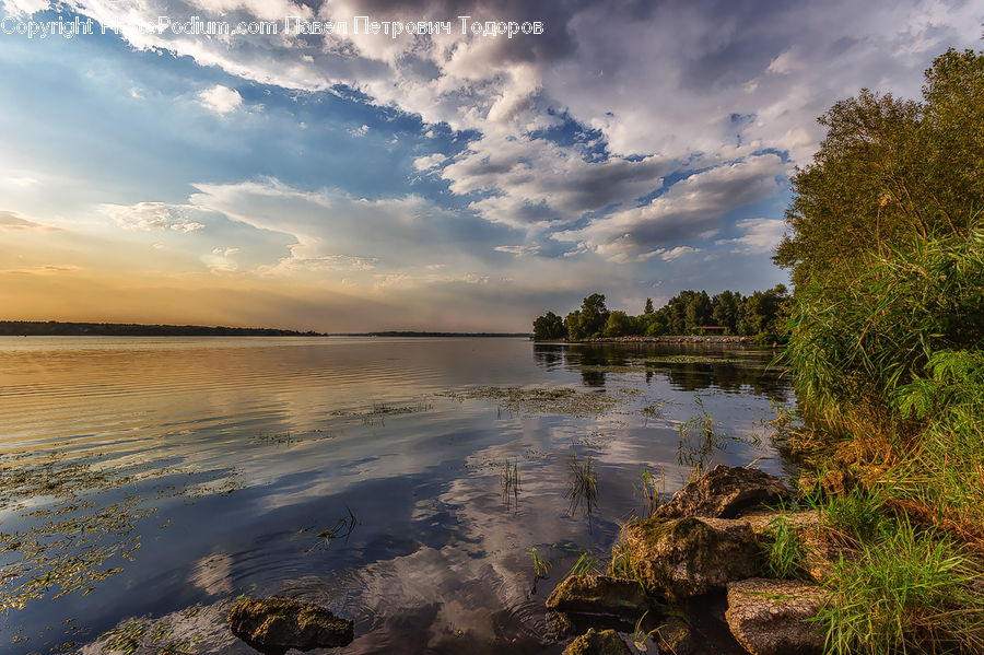 Blossom, Flora, Flower, Plant, Rock, Lake, Outdoors