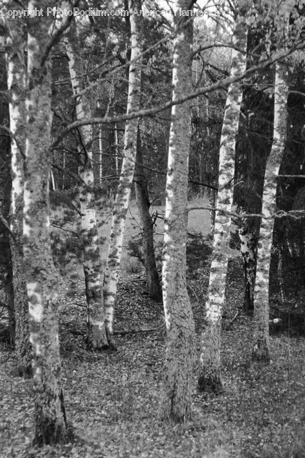 Birch, Tree, Wood, Forest, Vegetation, Grove, Land