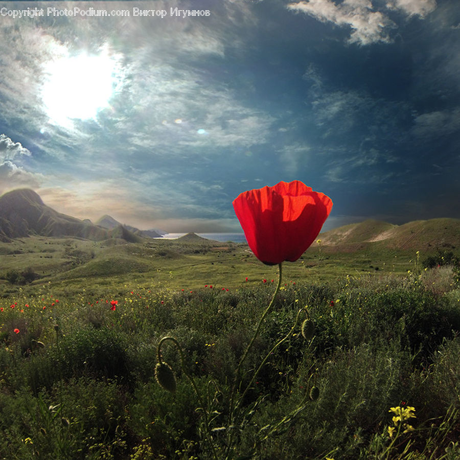Blossom, Flora, Flower, Plant, Poppy, Nature, Outdoors
