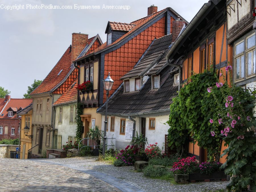 Ivy, Plant, Vine, Building, House, Housing, Cobblestone