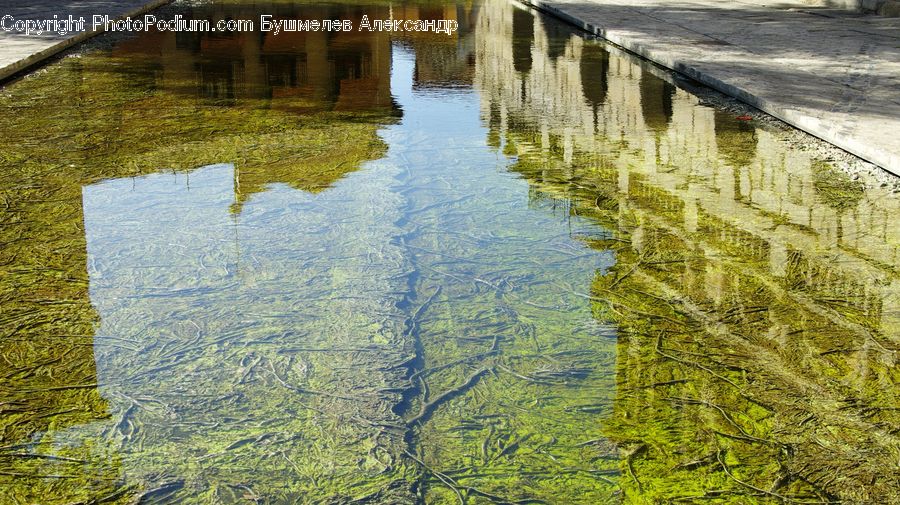 Puddle, Water, Land, Marsh, Outdoors, Swamp, Coast