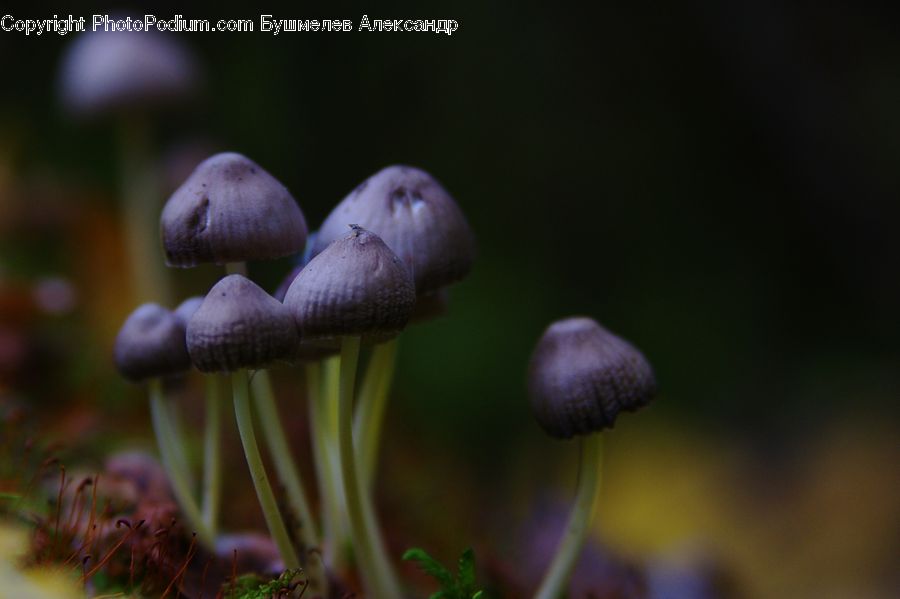 Agaric, Amanita, Fungus, Mushroom, Plant, Acorn, Seed