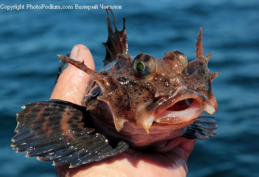 Crab, Invertebrate, Sea Life, Seafood, Finger