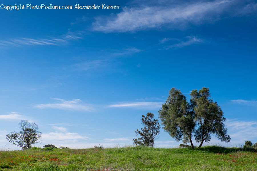 Field, Grass, Grassland, Land, Outdoors, Plant, Tree