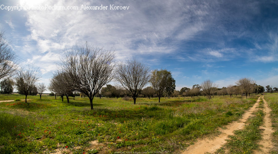 Dirt Road, Gravel, Road, Landscape, Nature, Scenery, Field