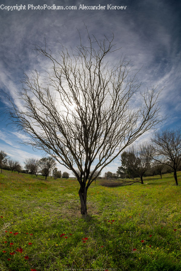 Field, Grass, Grassland, Land, Outdoors, Plant, Tree