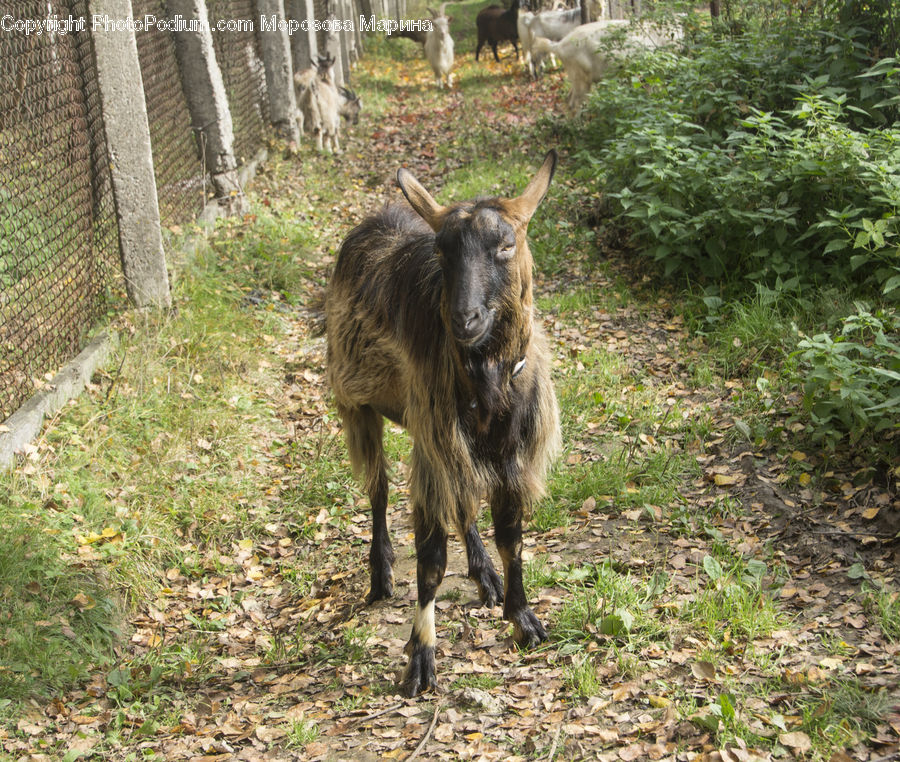 Animal, Goat, Mammal, Mountain Goat, Donkey, Birch, Tree