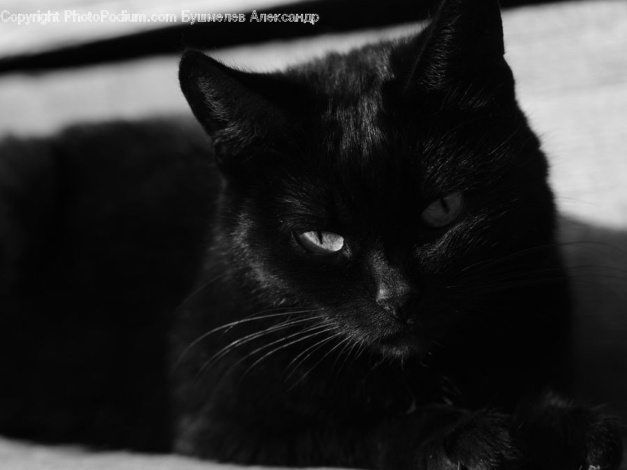 Animal, Black Cat, Cat, Mammal, Pet, Adorable