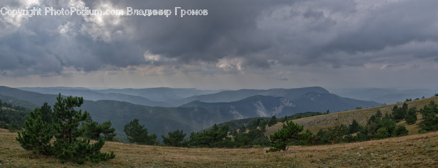 Conifer, Fir, Plant, Tree, Mountain, Mountain Range, Outdoors