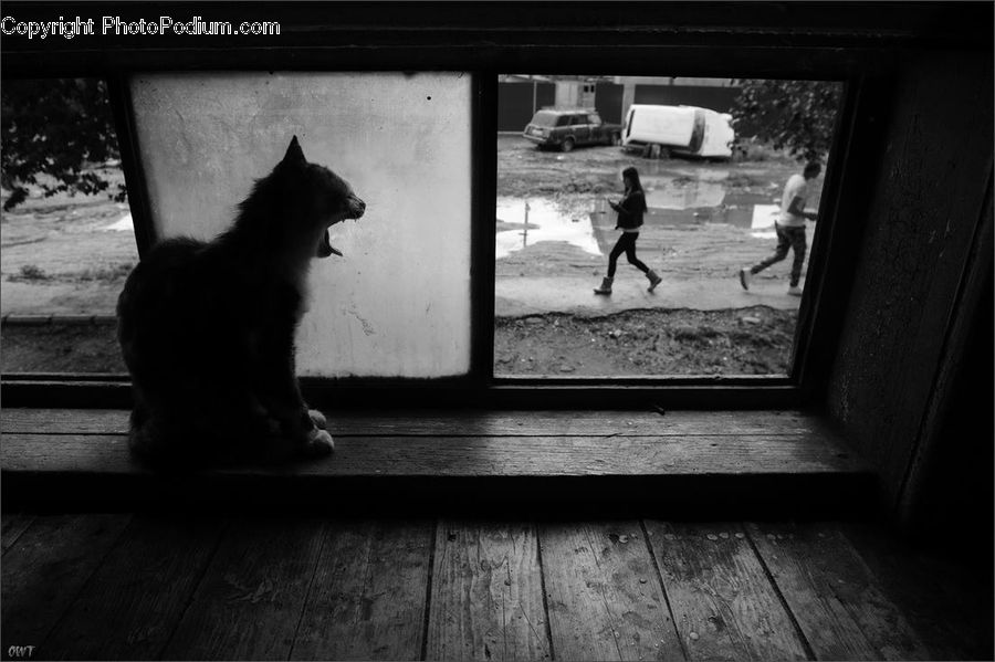 Animal, Silhouette, Canine, Collie, Dog, Mammal, Pet