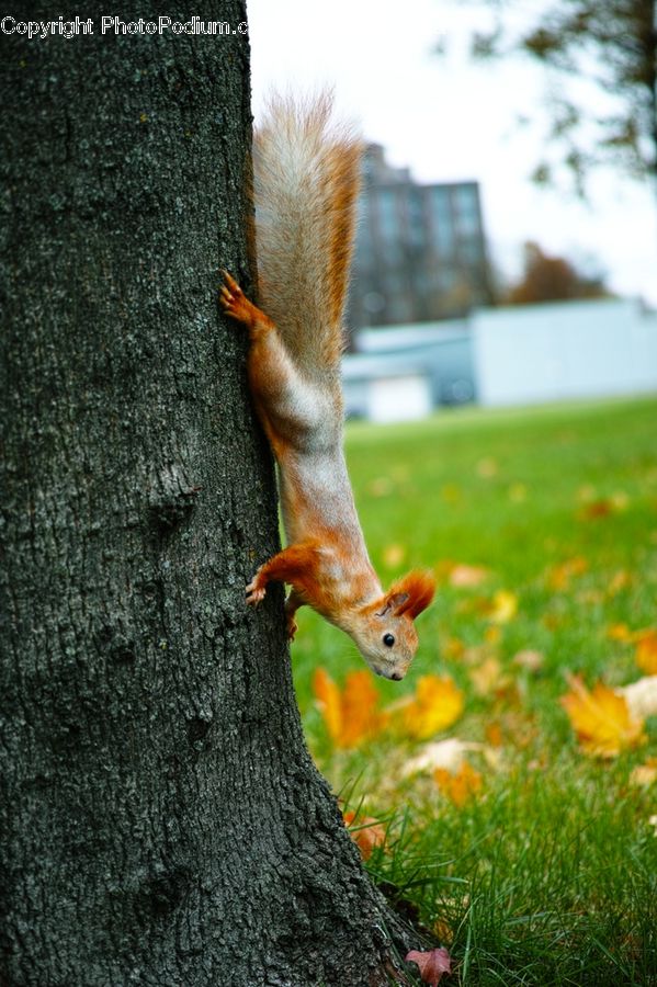 Animal, Mammal, Rodent, Squirrel, Field, Grass, Grassland