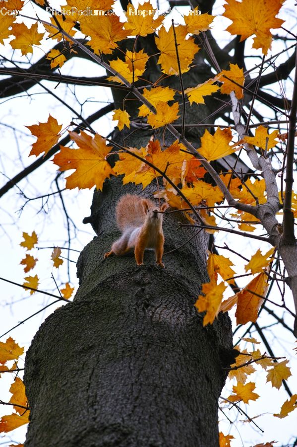 Animal, Mammal, Rodent, Squirrel, Bear, Black Bear, Birch