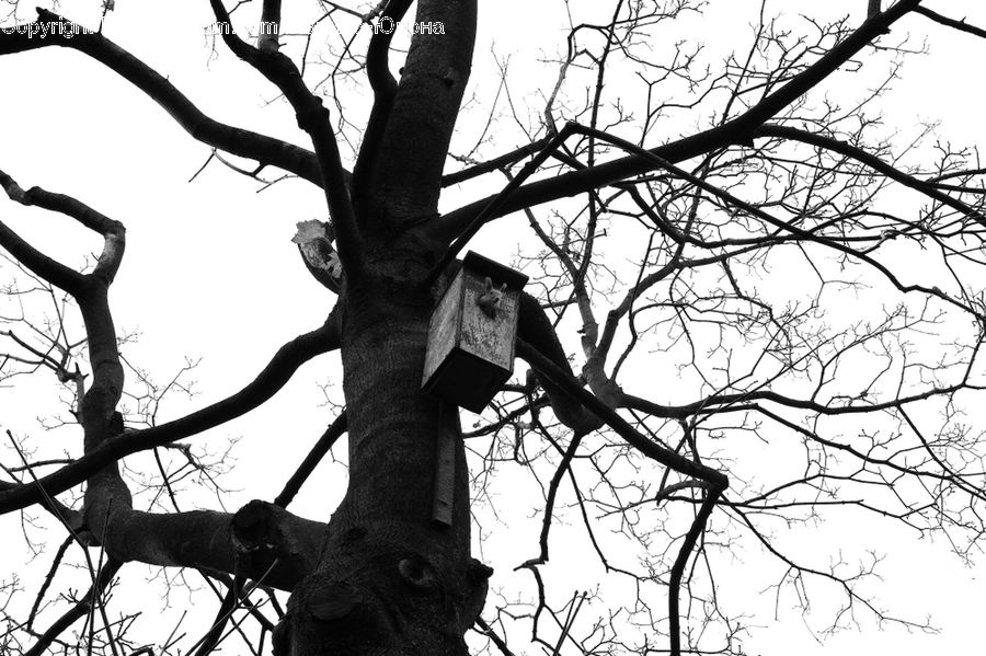 Plant, Tree, Oak, Wood, Silhouette, Ivy, Vine