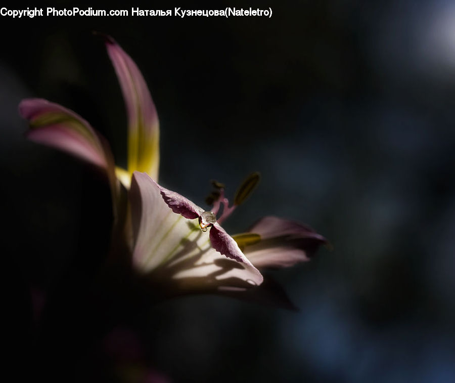 People, Person, Human, Blossom, Flora, Flower, Petal