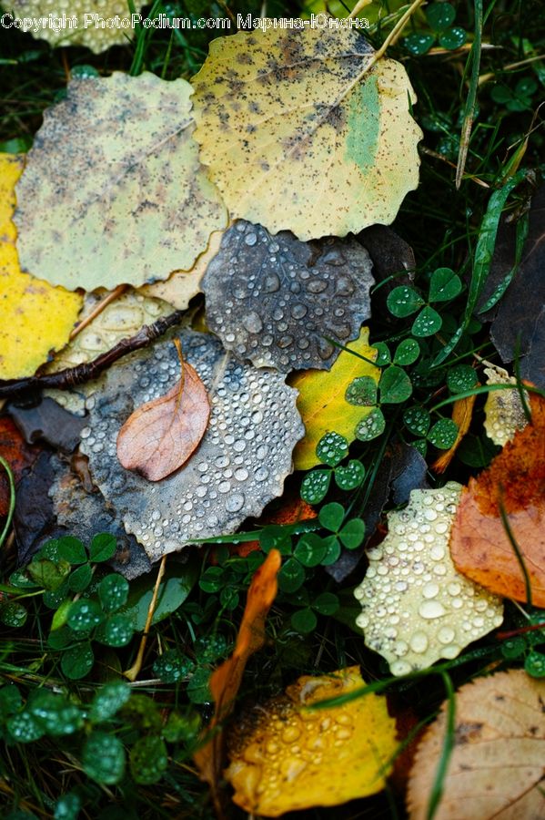 Agaric, Amanita, Fungus, Mushroom, Plant, Vine, Ivy