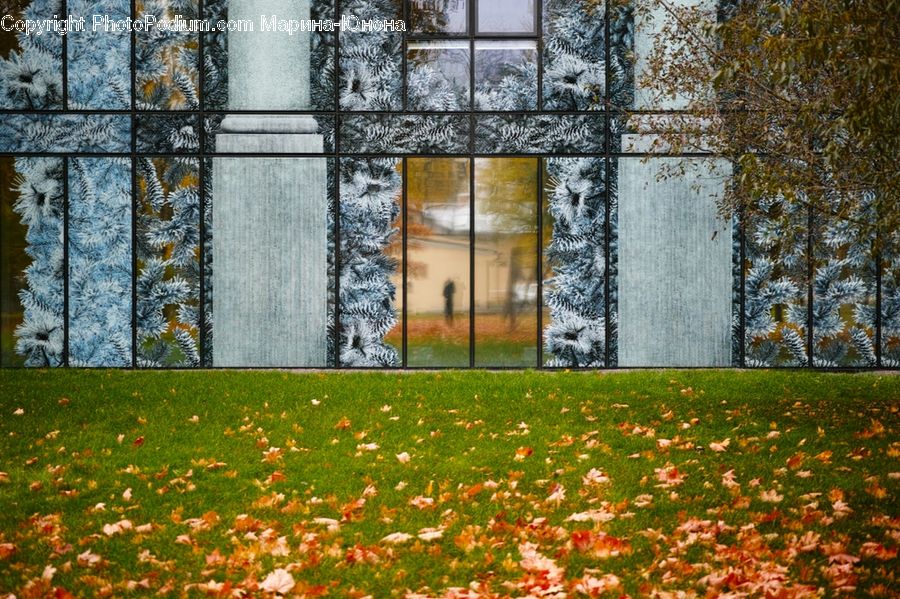 Birch, Tree, Wood, Campus, Field, Grass, Grassland