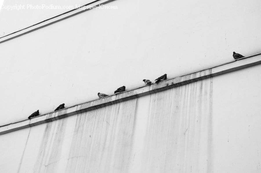 Bird, Swallow