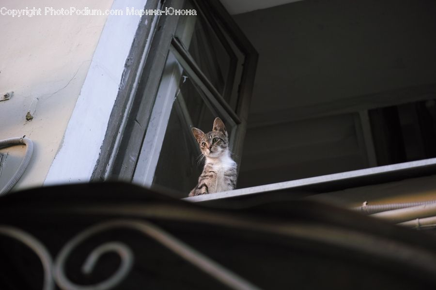 Animal, Cat, Mammal, Pet, Abyssinian, Adorable