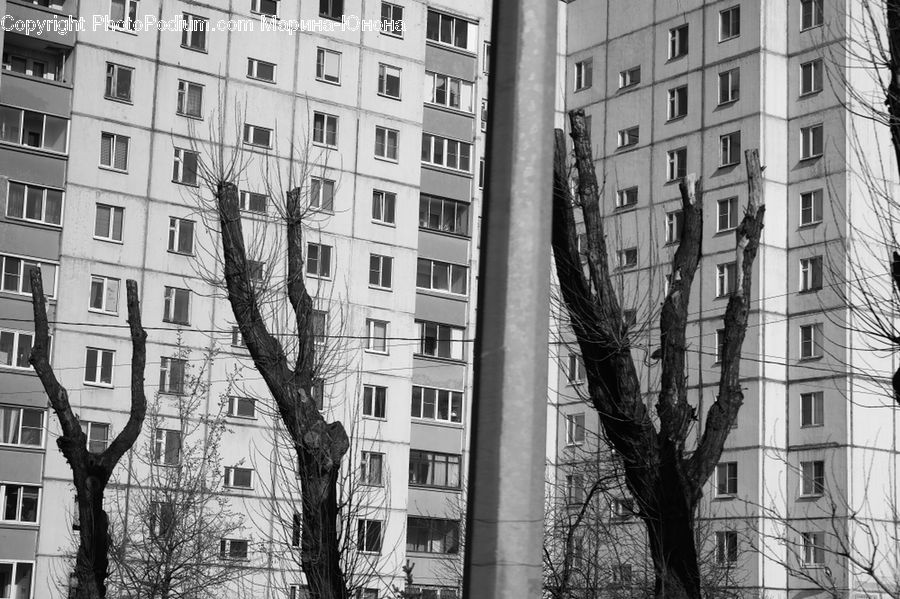Plant, Tree, City, Downtown, Urban, Ivy, Vine