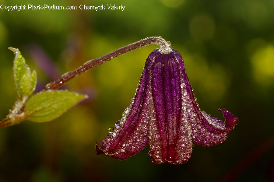 Blossom, Flora, Flower, Plant, Geranium, Aphid, Insect