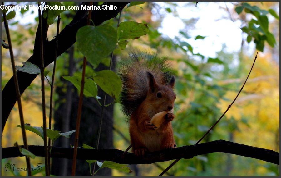 Animal, Mammal, Rodent, Squirrel, Plant, Vine, Canine