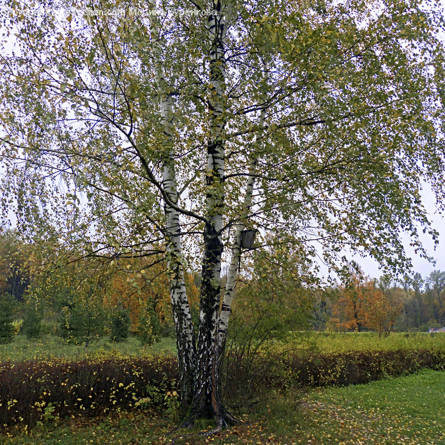 Birch, Tree, Wood, Plant, Conifer, Fir, Oak