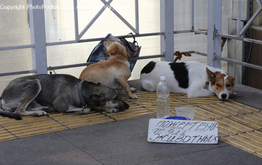 Animal, Canine, Collie, Dog, Mammal, Pet, Bulldog