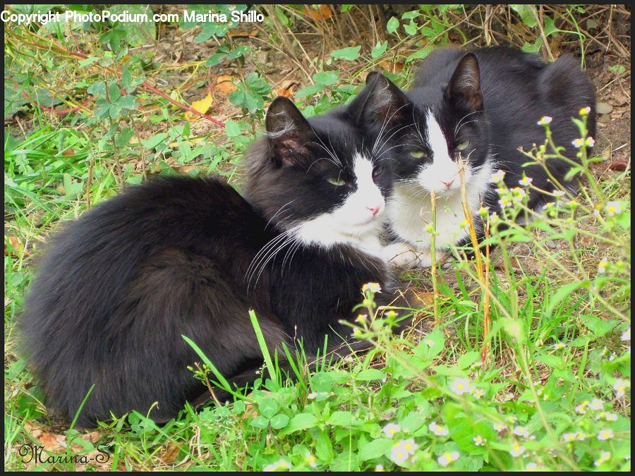 Animal, Cat, Mammal, Manx, Pet, Adorable, Kitten