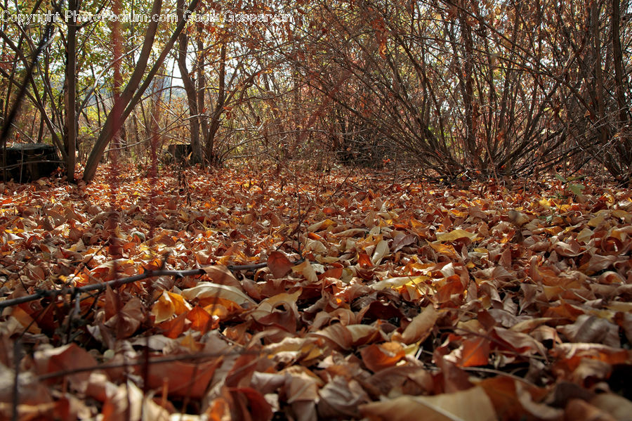 Forest, Vegetation, Food, Seafood, Rubble, Crowd, Grove