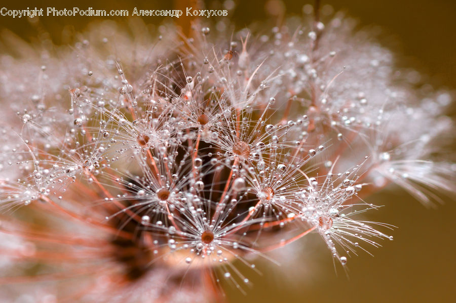 Dandelion, Flower, Plant, Blossom, Cherry Blossom, Flora