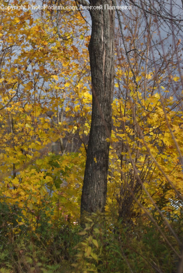 Birch, Tree, Wood, Forest, Vegetation, Plant, Oak