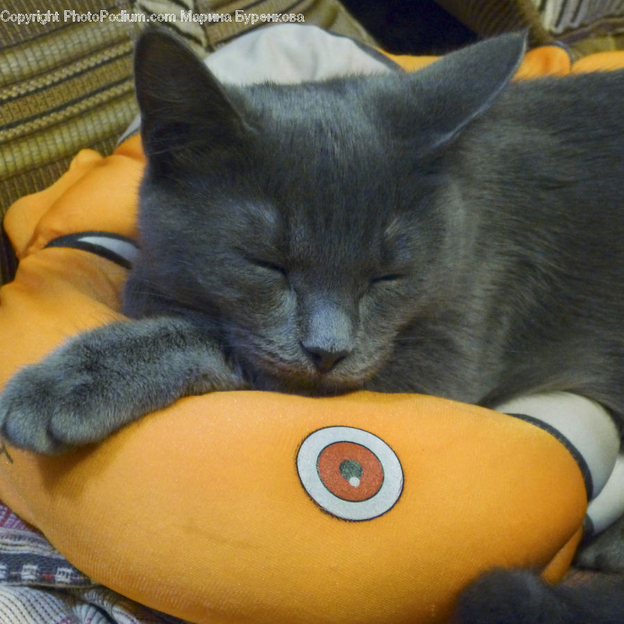 Animal, Cat, Mammal, Manx, Pet, Siamese
