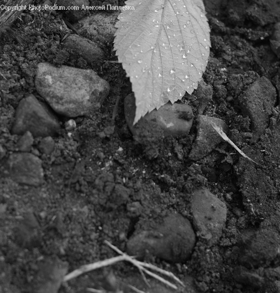 Soil, Ground, Asphalt, Tarmac, Rock, Forest, Jungle