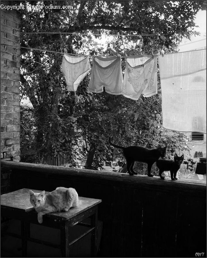 Animal, Cat, Mammal, Pet, Manx, Chair, Furniture