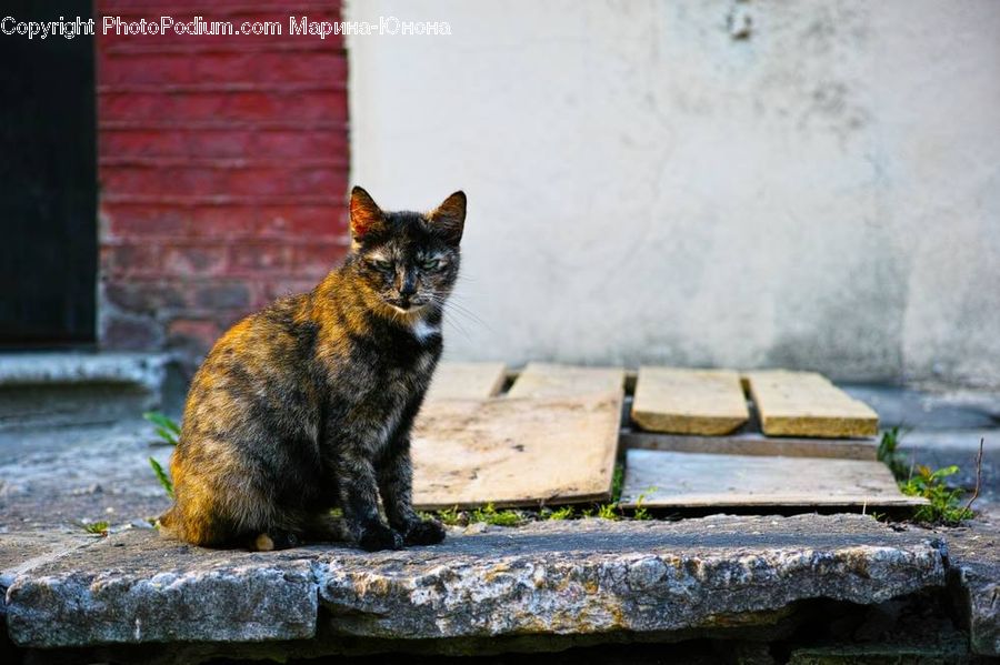 Animal, Black Cat, Cat, Mammal, Pet, Brick, Pavement