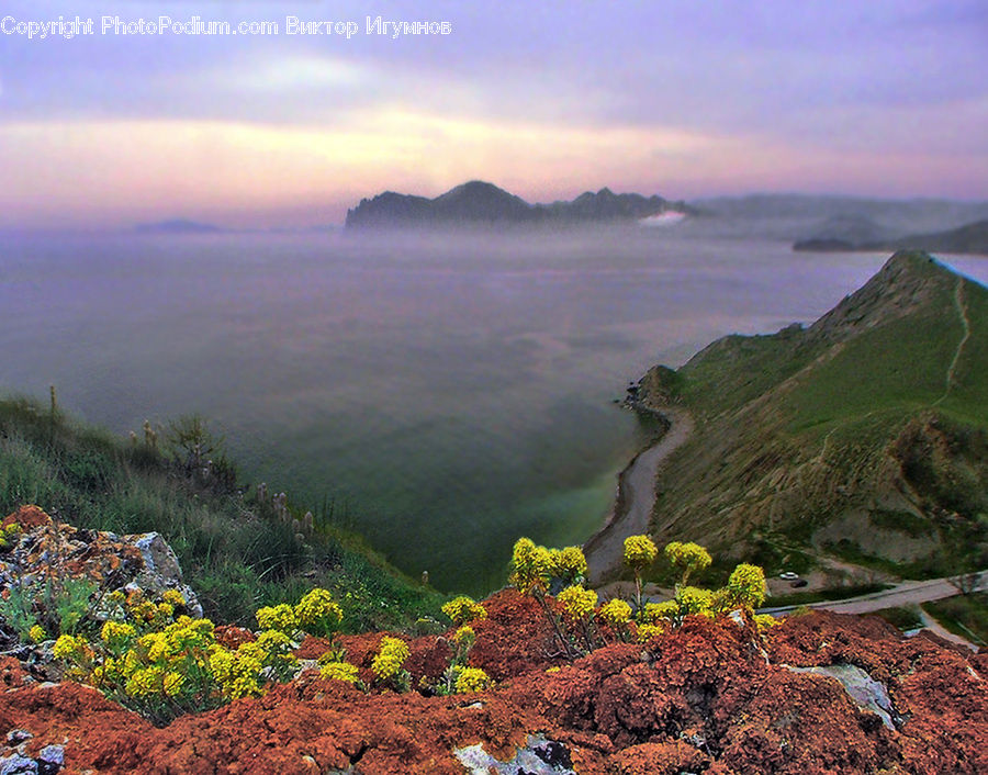 Dawn, Dusk, Sky, Sunrise, Sunset, Moss, Plant