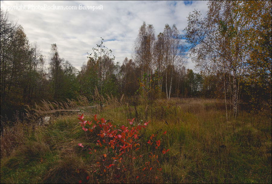 Blossom, Flora, Flower, Plant, Poppy, Geranium, Vegetation