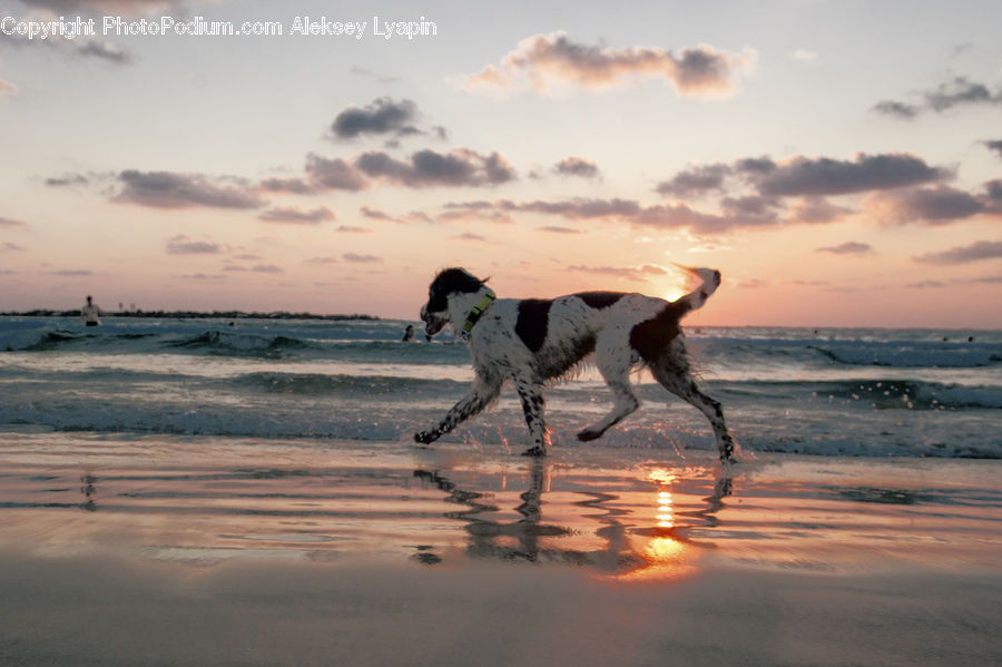 Animal, Canine, Dog, Mammal, Pet, Pointer, Beach